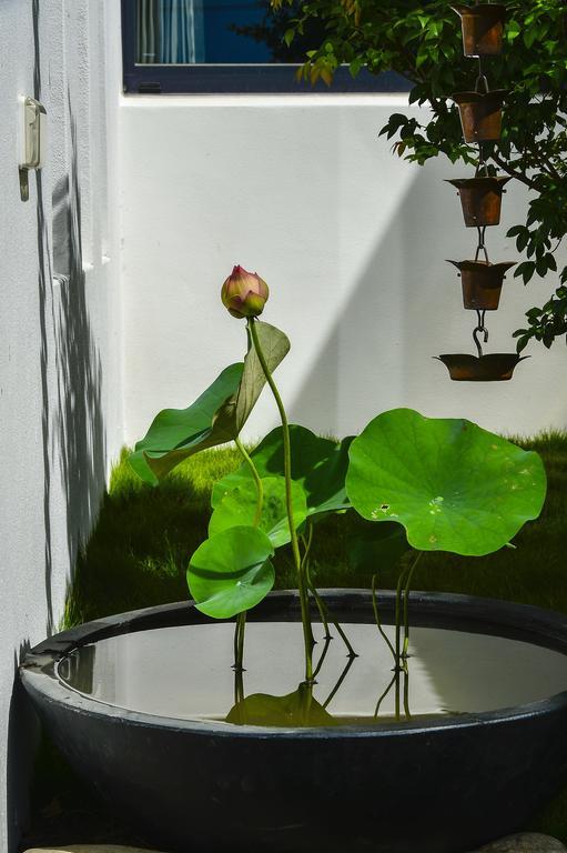 Begonia B&B T'ai-tung Exteriör bild