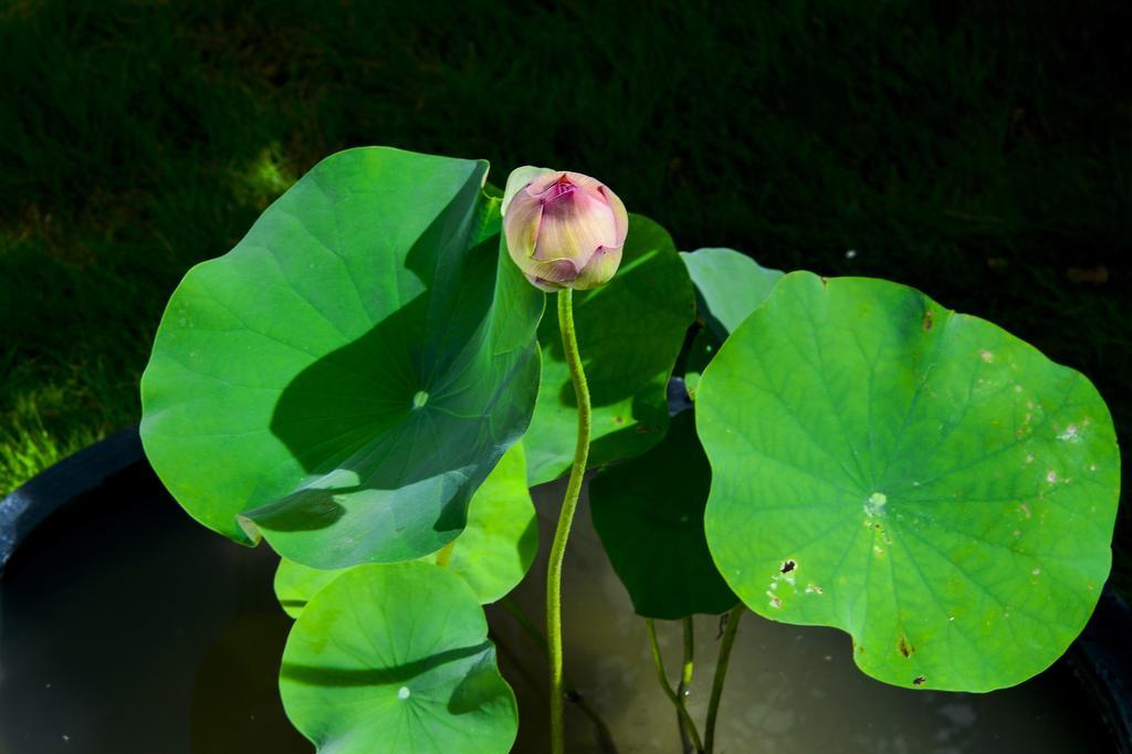 Begonia B&B T'ai-tung Exteriör bild